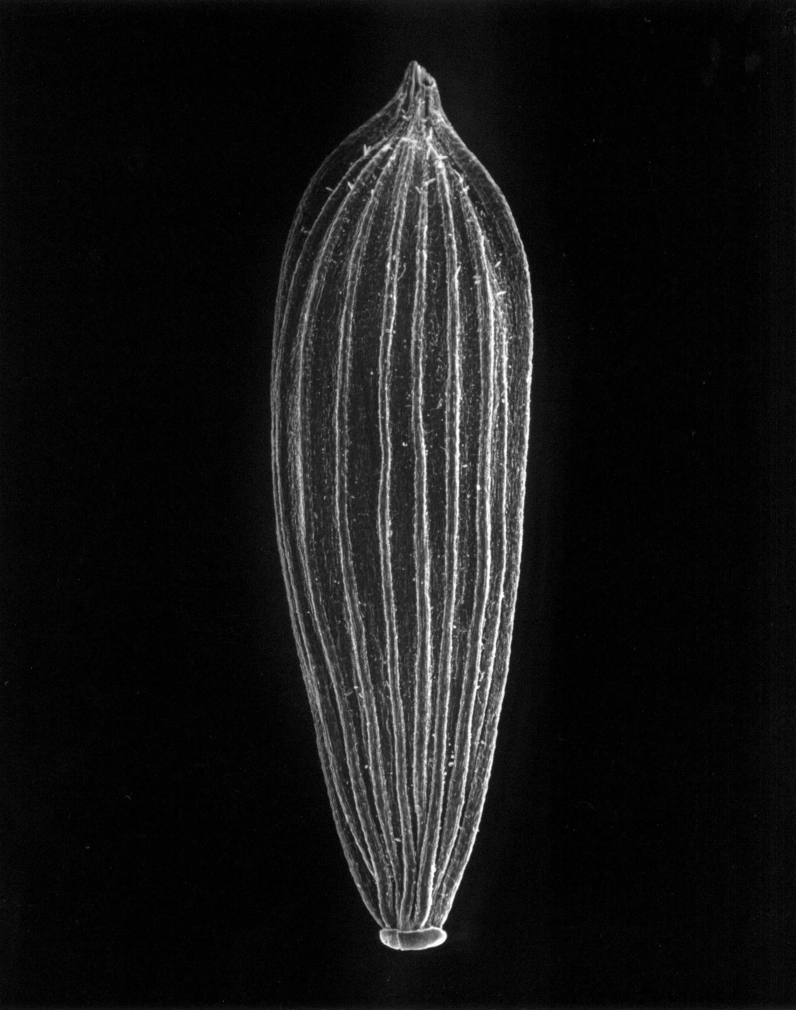 24-05-7 Lettuce Seed, 25x