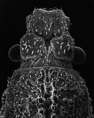 65-03-4 Head of a Beetle, 30x