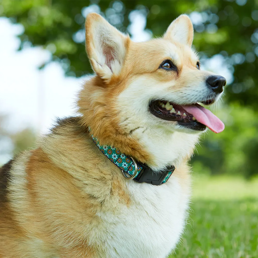 Crystalline Black - Dog Collar